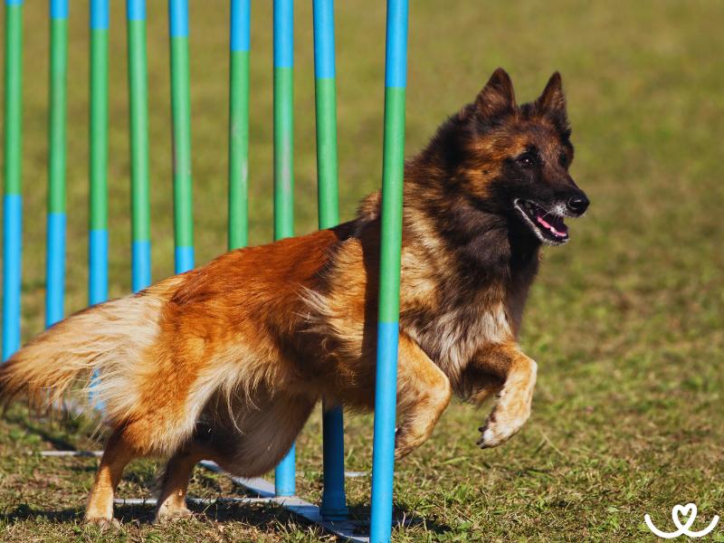 Psi-sporty-agility (10)
